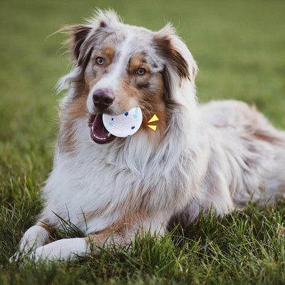 Balle pour chien - DogsPlayBall™ - Blanc