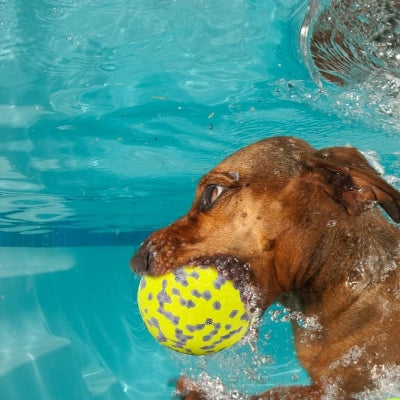 Balle pour chien - DogsPlayBall™ - Jaune