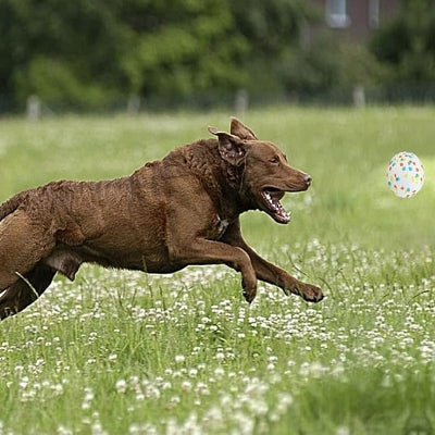 Balle pour chien - DogsPlayBall™ - Tricolor