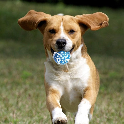 Balle pour chien - DogsPlayBall™ - Bleu