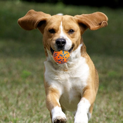 Balle pour chien - DogsPlayBall™ - Orange