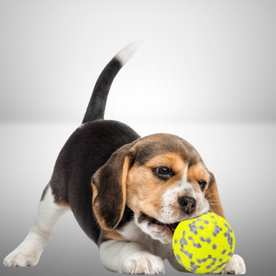 Balle pour chien - DogsPlayBall™ - Jaune