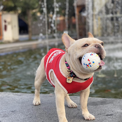 Balle pour Chien - PetGrindingTeethToy™ - Bleu&Rouge