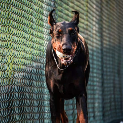 Balle pour Chien - PetGrindingTeethToy™ - Bleu&Rouge