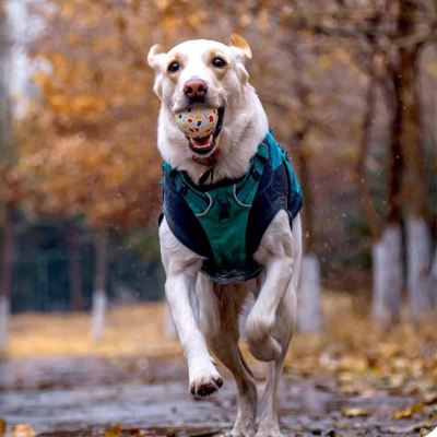 Balle pour Chien - PetGrindingTeethToy™ - Bleu&Rouge