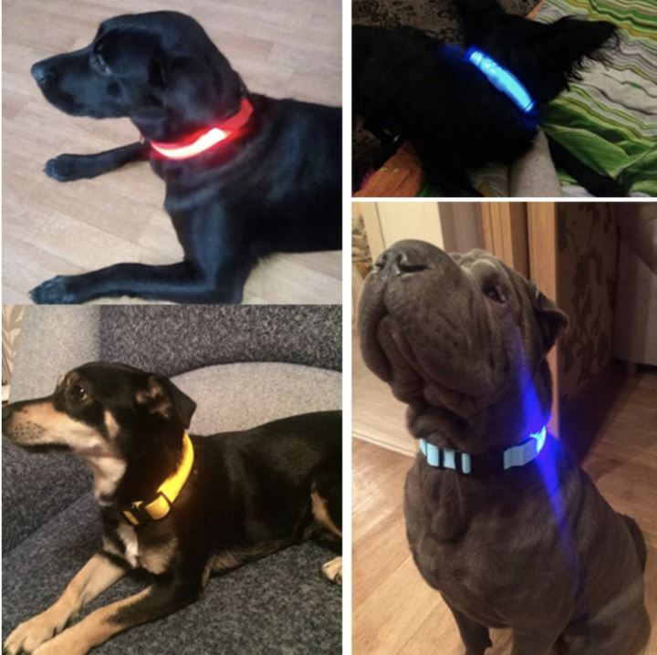 LedCollar™ - Collier à LED rechargeable pour chien